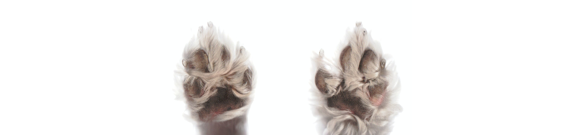 Paws