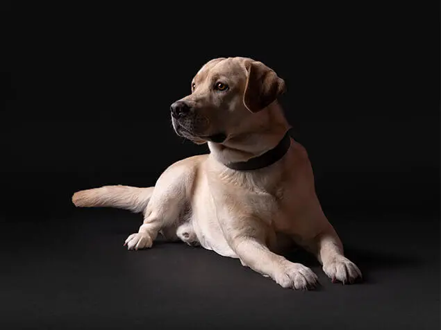 Purina Pro Plan dog