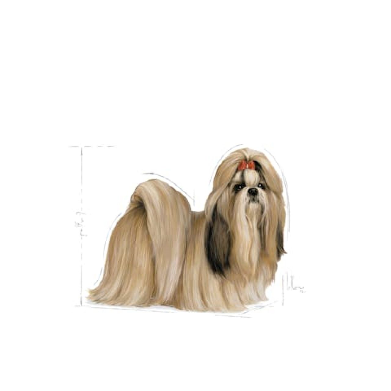 BHN SHIH TZU - 500g