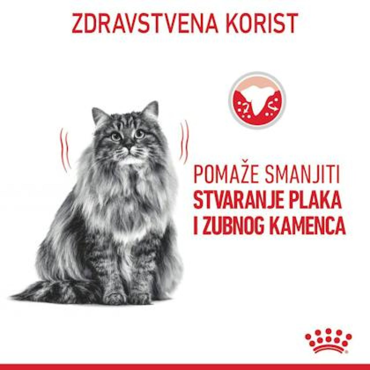 Royal Canin Cat DENTAL Care - 2kg