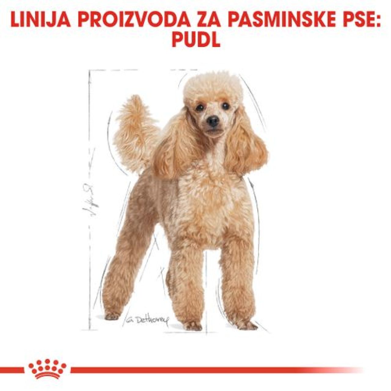 BHN POODLE 500g