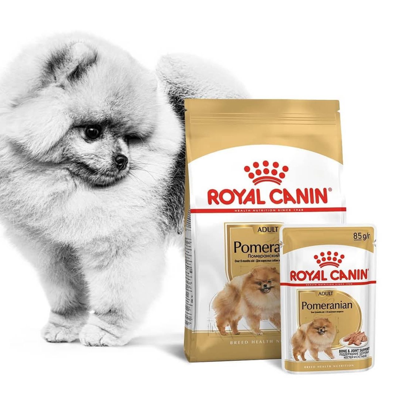 BHN POMERANIAN - 1.5kg