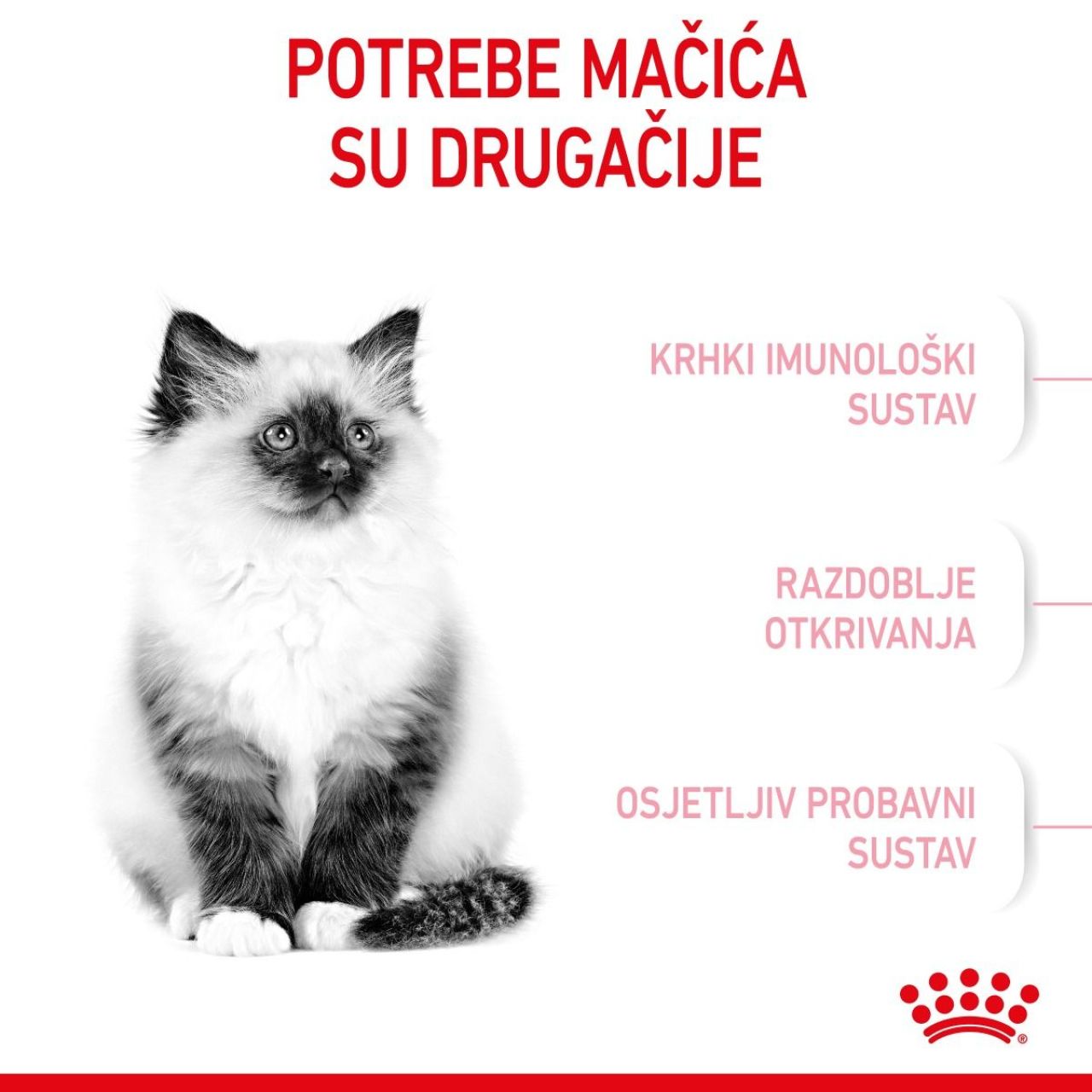 Royal Canin Cat Kitten