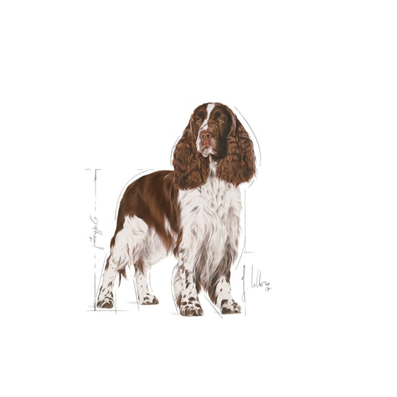 ROYAL CANIN CCN MEDIUM LIGHT WEIGHT CARE 3kg