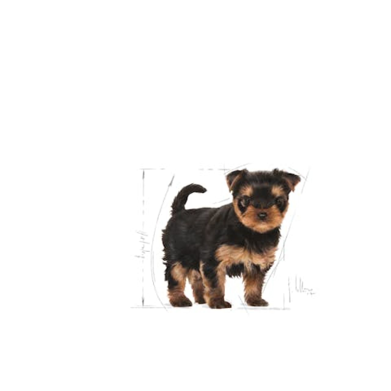 BHN YORKSHIRE TERRIER PUPPY - 500g