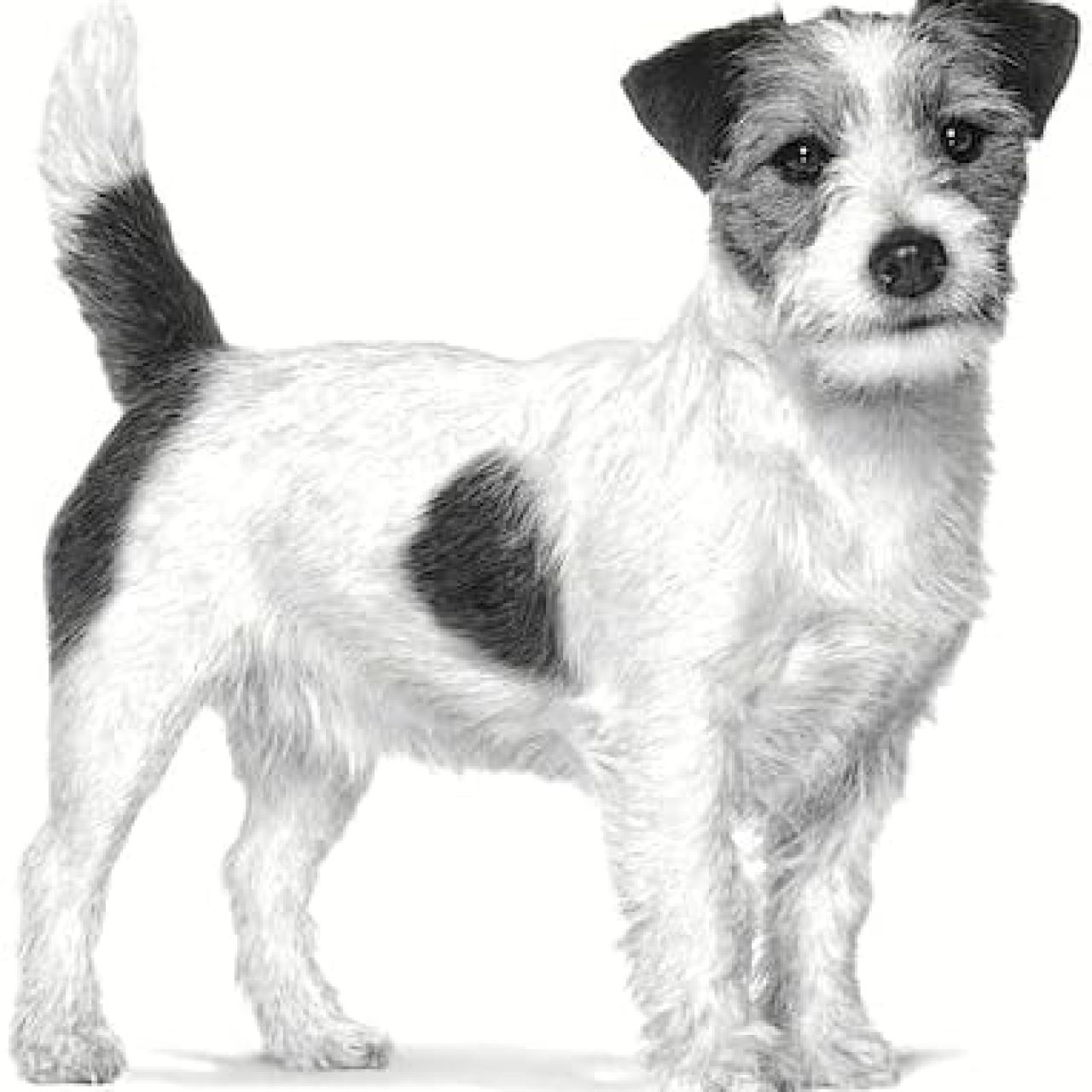 ROYAL CANIN Urinary S/O Small Dog
