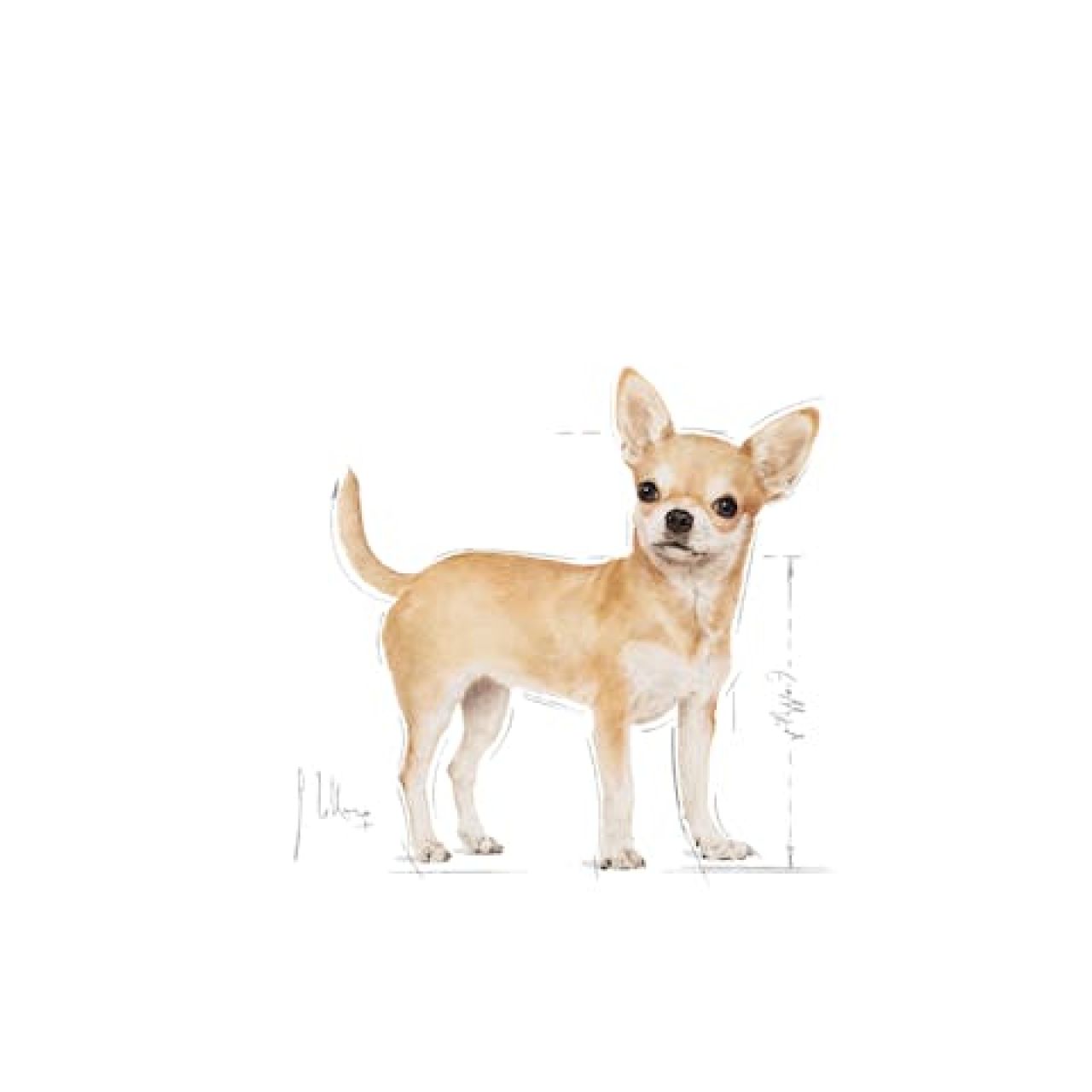 BHN CHIHUAHUA 1.5kg