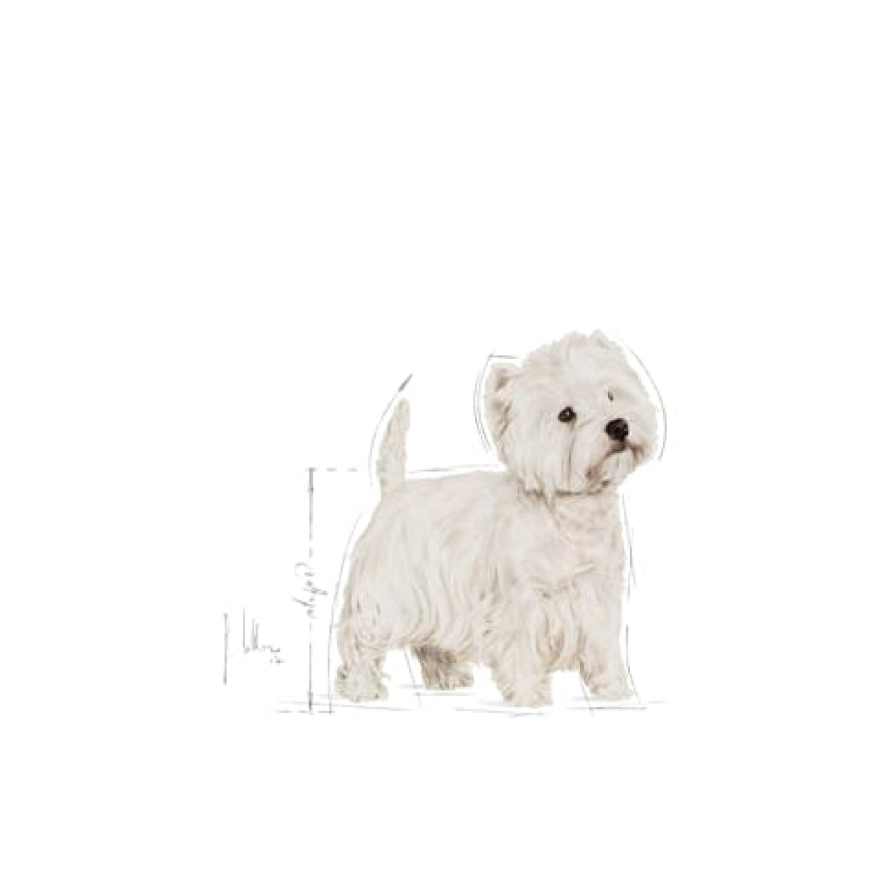 Royal Canin BHN WESTIE