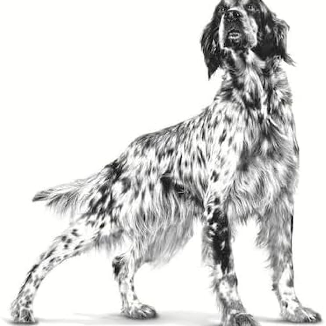 Royal Canin VD GASTROINTESTINAL - 7.5kg